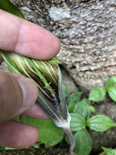 Arisaema consanguineum, photograph 2
