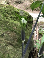 Arisaema formosanum