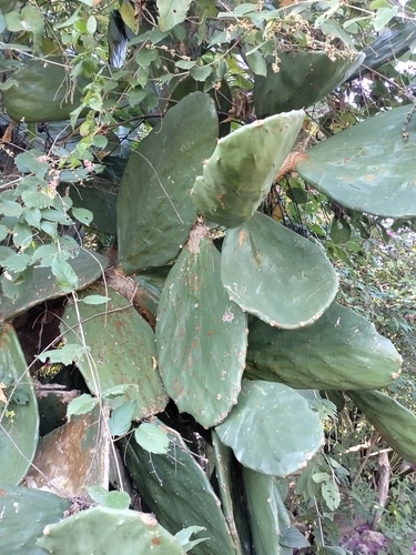 Idolofiya (Opuntia undulata)
