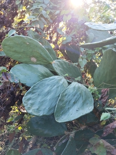 Image of Opuntia undulata by no rights reserved