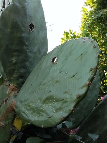 Image of Opuntia undulata by no rights reserved