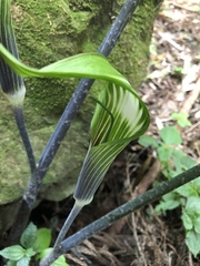 Arisaema formosanum