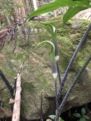 Arisaema formosanum