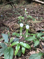 Arisaema penicillatum