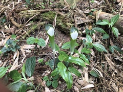 Arisaema penicillatum