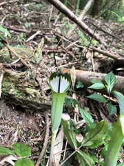 Arisaema penicillatum