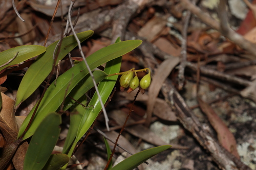 Image of Dendrobium monophyllum by (c) Greg Tasney, some rights reserved (CC BY-SA)