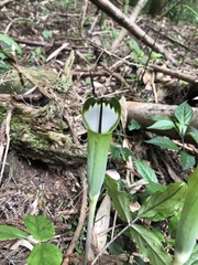 Arisaema penicillatum