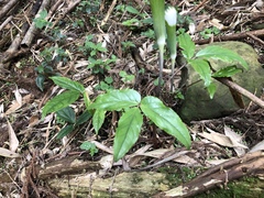 Arisaema penicillatum