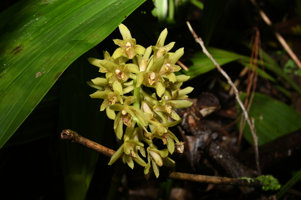 Xylobium miliaceum