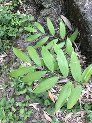Polygonatum arisanense