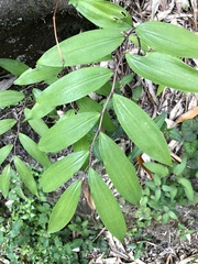 Polygonatum arisanense