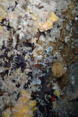 Canthigaster solandri