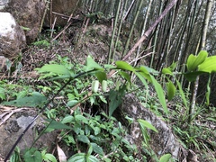 Polygonatum arisanense