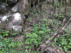 Polygonatum arisanense