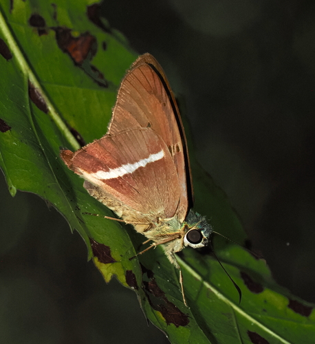 Aguna aurunce