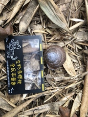 Satsuma