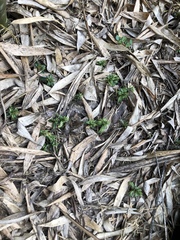 Gentiana bambuseti