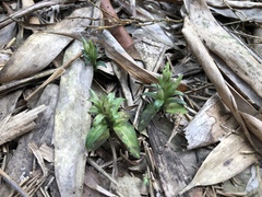 Gentiana bambuseti