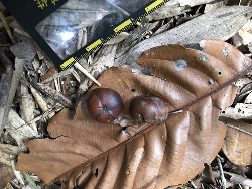 Lithocarpus kawakamii (Lithocarpus kawakamii)