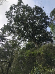 Lithocarpus kawakamii