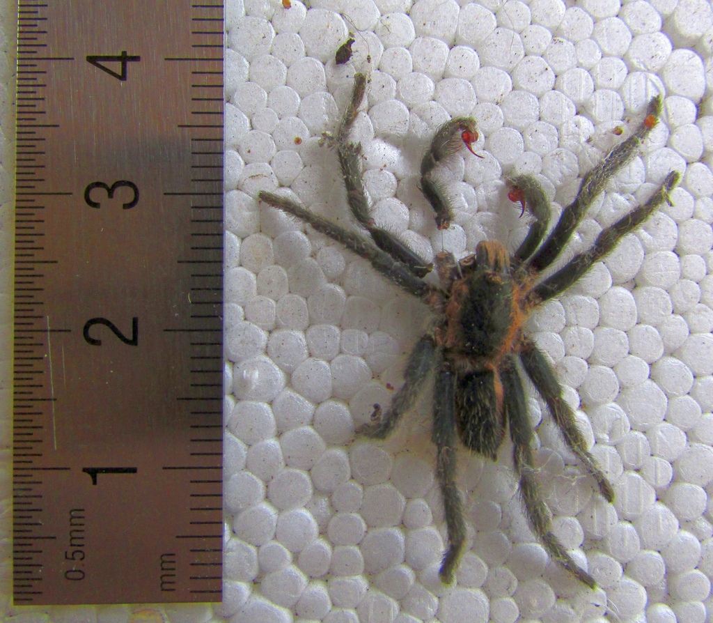 Acanthopelma rufescens