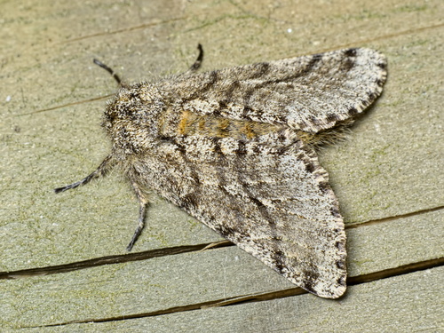 Brindled Beauty Moth