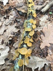 Heterotextus miltinus