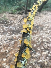 Heterotextus miltinus