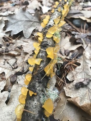 Heterotextus miltinus