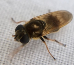 Cheilosia nebulosa