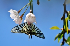 Graphium eurous asakurae