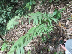 Sphaerostephanos taiwanensis