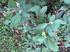 Cotoneaster glaucophyllus serotinus
