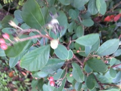 Cotoneaster glaucophyllus serotinus
