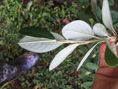 Cotoneaster glaucophyllus serotinus