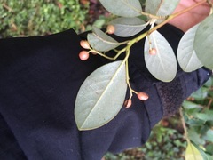 Cotoneaster glaucophyllus serotinus