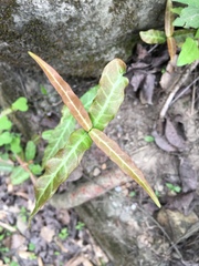 Trachelospermum