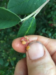 Cotoneaster glaucophyllus serotinus