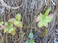 Rectifolia Butterwort (Pinguicula rectifolia)