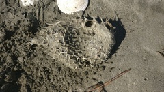 Tragulichthys jaculiferus