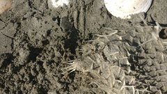 Tragulichthys jaculiferus