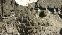 Tragulichthys jaculiferus