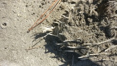 Tragulichthys jaculiferus