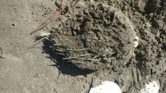 Tragulichthys jaculiferus