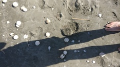 Tragulichthys jaculiferus