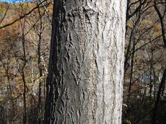 Populus maximowiczii