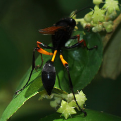 Sceliphron javanum