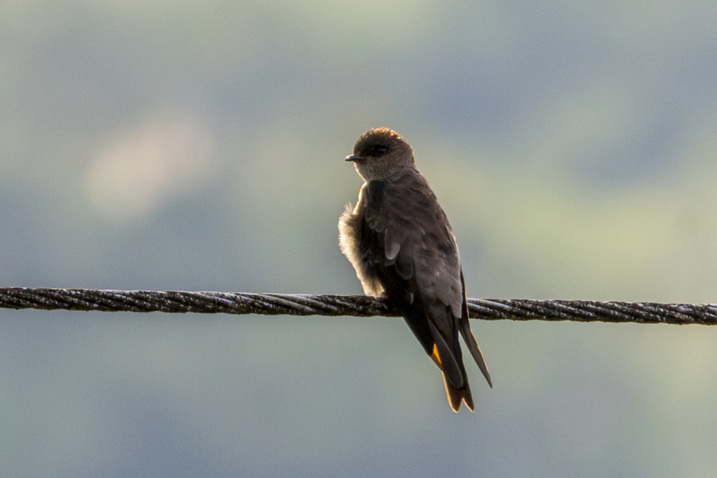 White-thighed Swallow