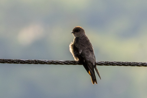 White-thighed Swallow